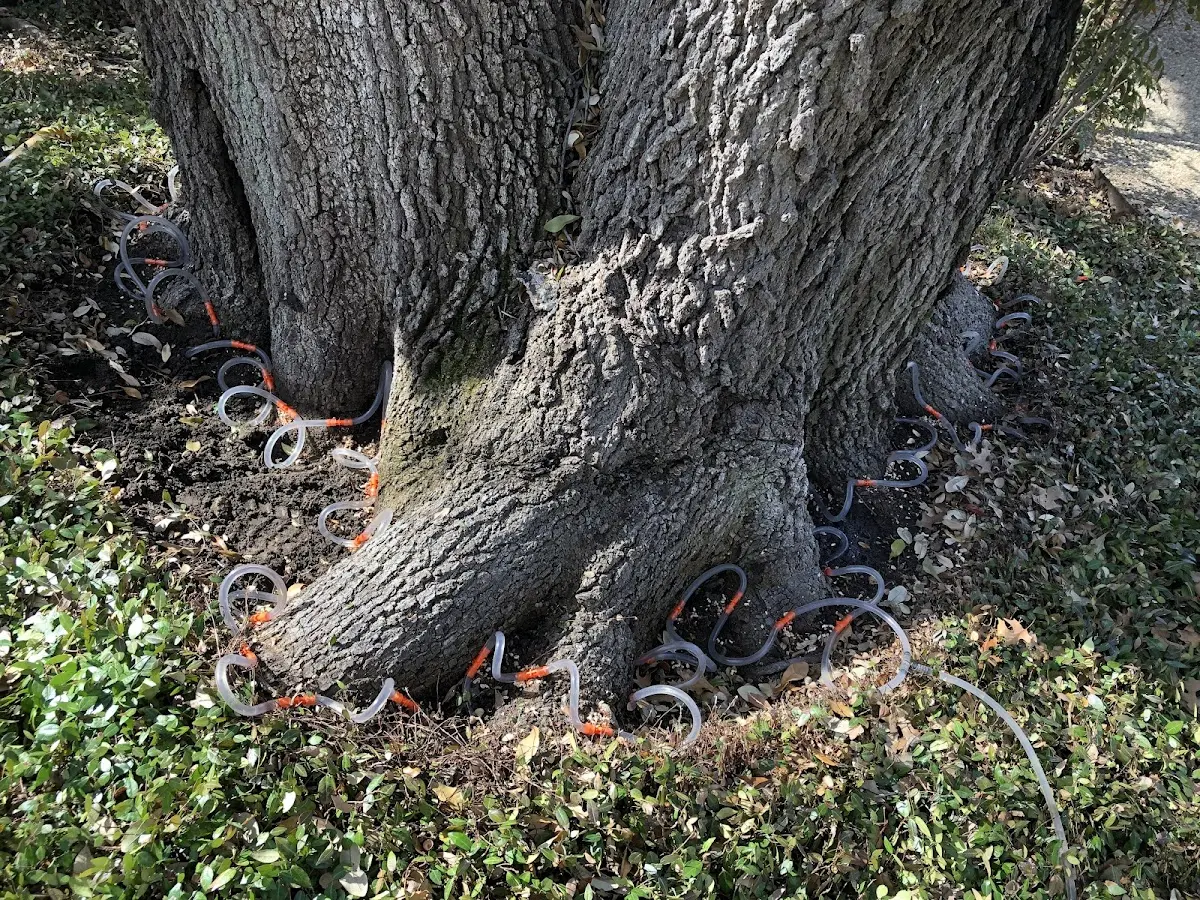 Detailed Tree Cabling and Bracing job site in Glentana