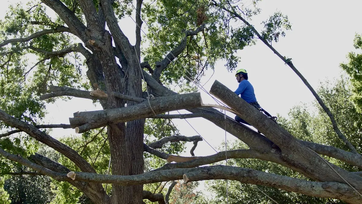 Professional Crown Thinning performed by certified arborists in Glentana