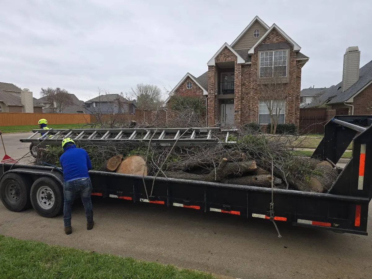 Expert Tree Pest Control with proper safety equipment in Glentana